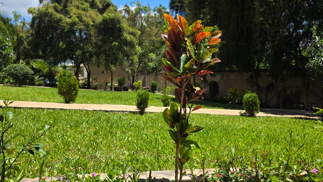 Lush Tropical Garden at SaltSunRetreat Villa